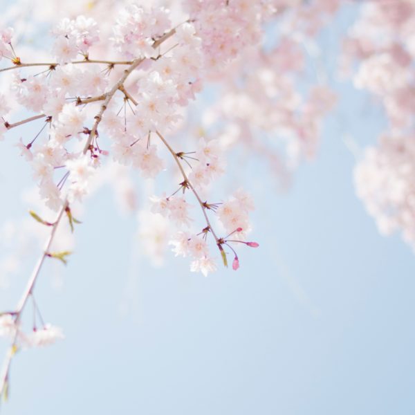 Seven Practical Ways to Celebrate Spring